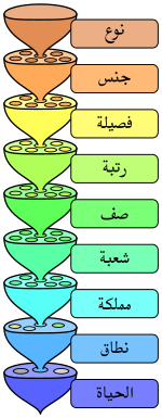 متسويات نظام التصنيف العلمي.