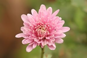 Chrysanthemum sp.jpg