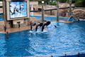 Shamu Stadium.jpg