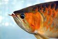 An asian arowana