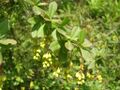 B. aristata, from the Himalayas