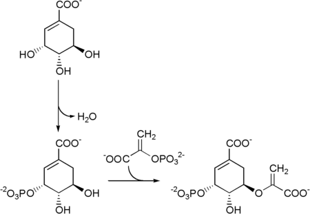 Chorismate pathway 1.png