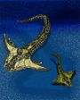 Lunaspis spp.