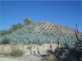 Maguey landscape.jpg