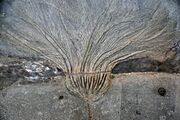 Seirocrinus subangularis from the Early Jurassic Posidonia Shale at Holzmaden, Germany