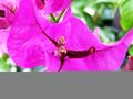 Purple bougainvilleas in Taormina