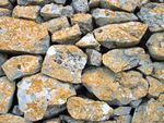Crustose lichens on limestone in Alta Murgia-Southern Italy