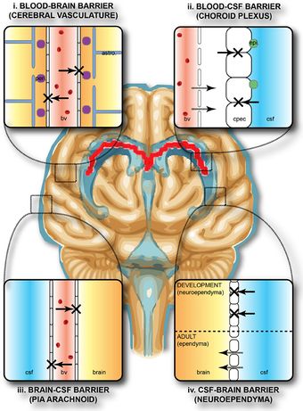 Protective barriers of the brain.jpg