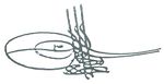 Tughra of Ahmed II.JPG