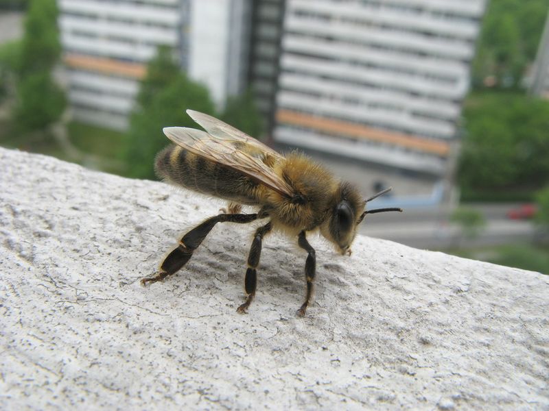 ملف:Apis mellifera carnica.jpg