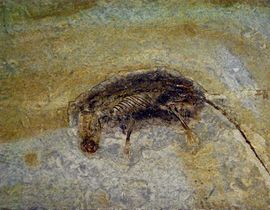 Eomaia scansoria.JPG