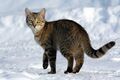 Image 4Cat on snow