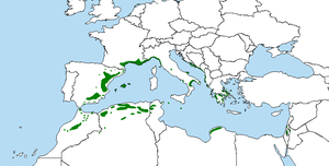 Mapa-pinus-halepensis1.png