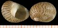 neritiform