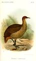 رسم لسلالة T. m. castaneiceps