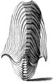 The eggcase of A. argo