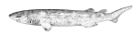 Echinorhinus brucus.jpg