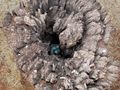 Starling nest in the stump