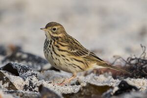 Wiesenpieper Meadow pipit.jpg