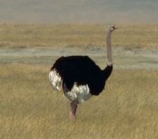 Strauss m Tanzania.jpg
