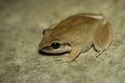 Craugastor rhodopis.jpeg