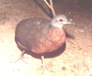 Crypturellus obsoletus.jpg