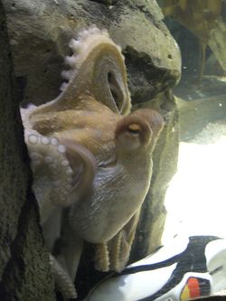 Oktopus-Orakel Paul mit Schuh.JPG