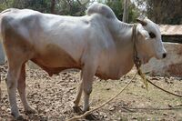 Ongole 01.JPG