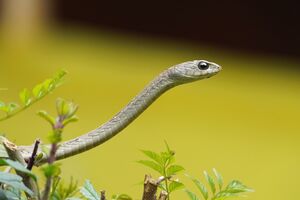 Boomslang (Dispholidus typus) at Nairobi Snake Park 1.jpg