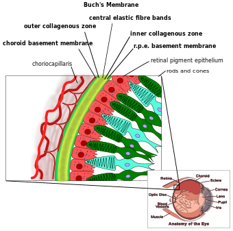 Buchs membrane.svg