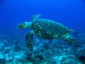 ترسة منقار الصقر (Eretmochelys imbricata)