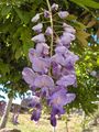 Ebracteate of Wisteria sinensis