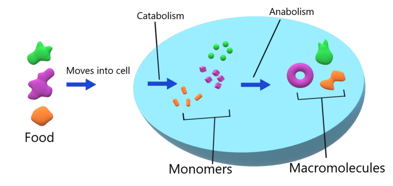 ملف:Anabolism and Catabolism.png