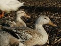 Some domesticated ducks