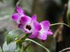 Dendrobium nobile - flower view 01.jpg