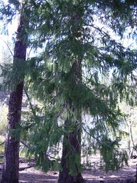 Douglas Fir in Lassen VNP-750px.JPG