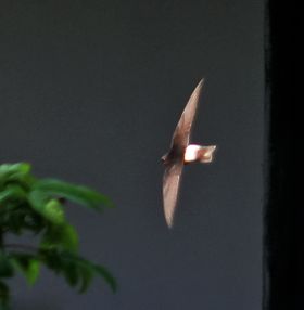 صورة معبرة عن الموضوع سمامة صغيرة