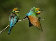وروار قزحي (Merops ornatus)