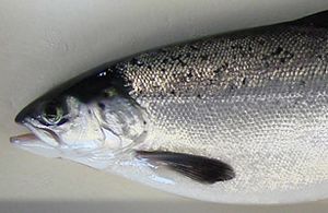 Bi fastergrowingsalmon 1122.jpg