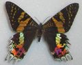 Chrysiridia rhipheus