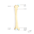 Anterior view.