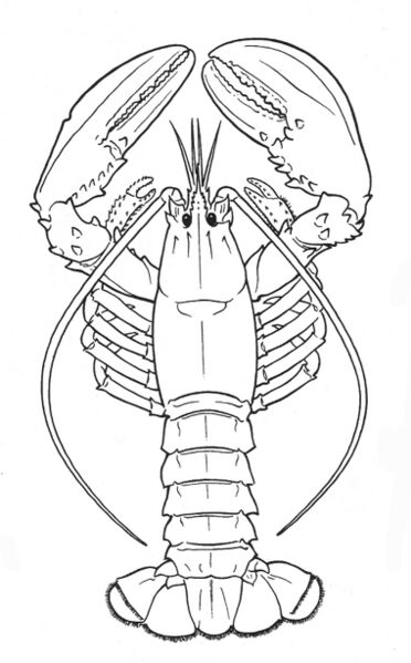 ملف:Lobster line drawing.jpg