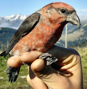 صورة معبرة عن الموضوع طائر الهزار