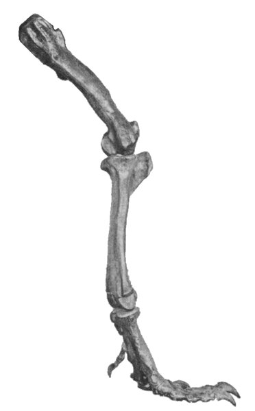 ملف:T Rex Leg Bones.png