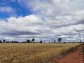 Wheatfield near Weethalle, NSW