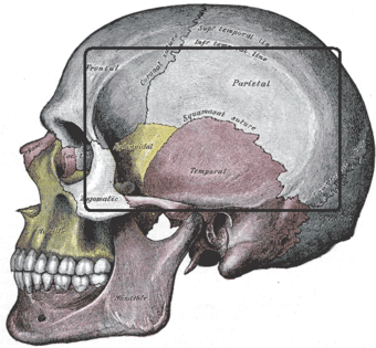 Fossatemporalis.PNG