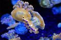 A species of Mediterranean jellyfish, Cotylorhiza tuberculata, on display at the Monterey Bay Aquarium.