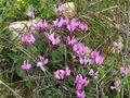 Cyclamen persicum