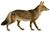 African golden wolf