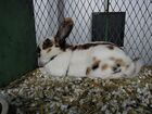 Reinscheck bunny.jpg